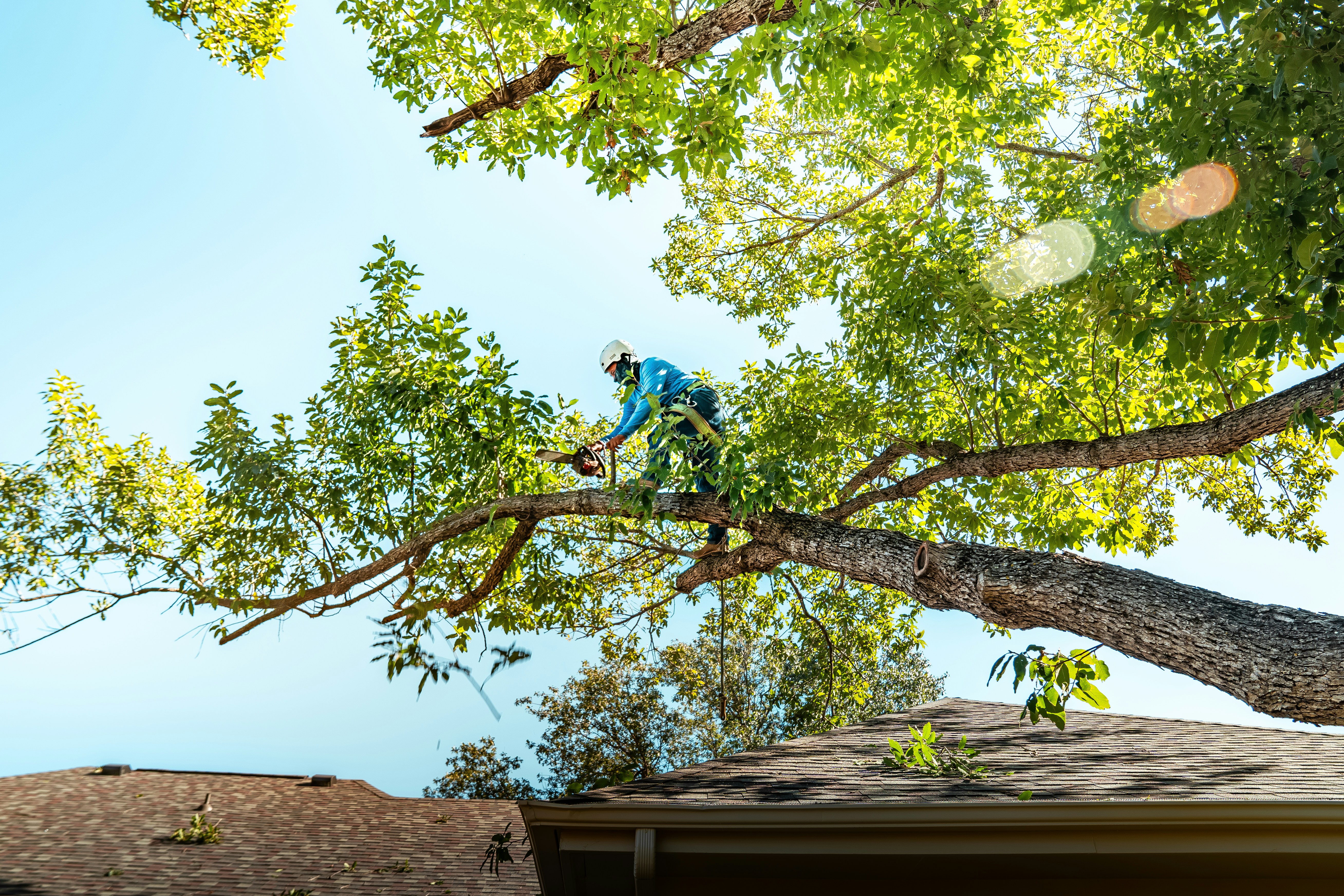 Local Asheville North Carolina tree services, tree trimming, stump grinding, landscaping and wood chipping.